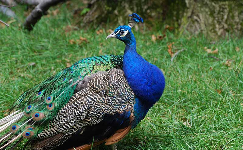 Peacock