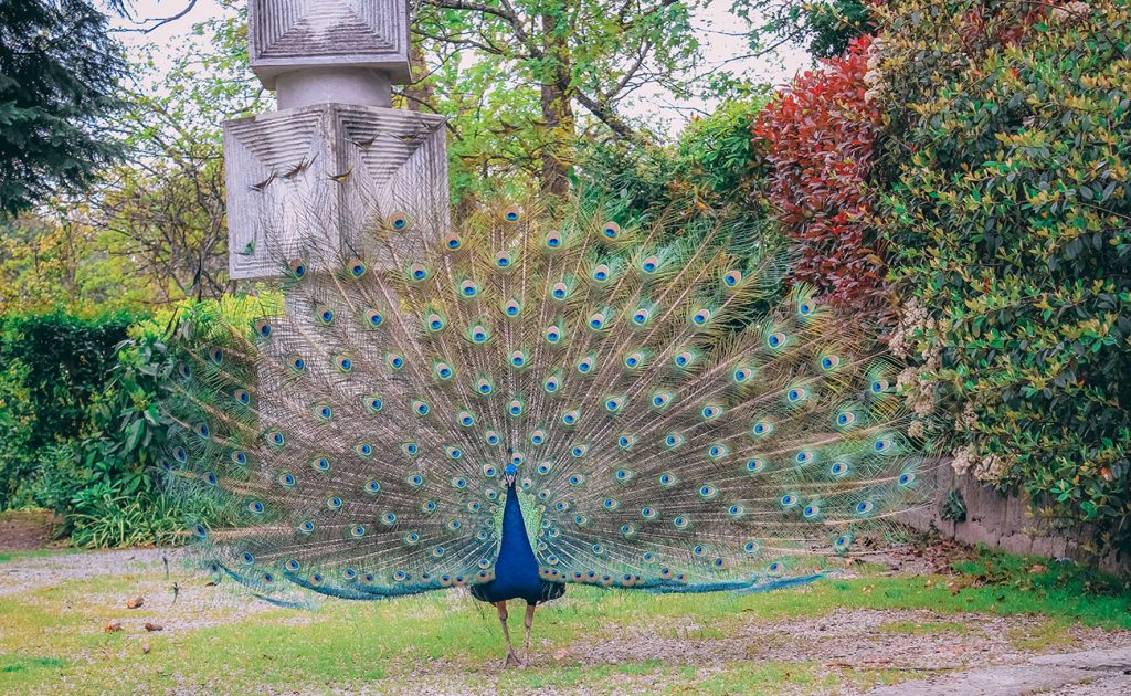 peacock