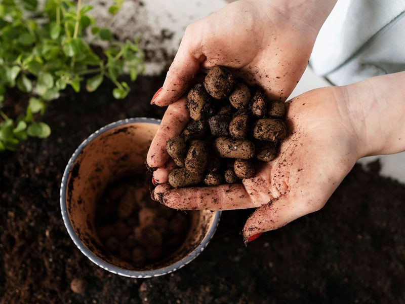 planting plant bulb in soil