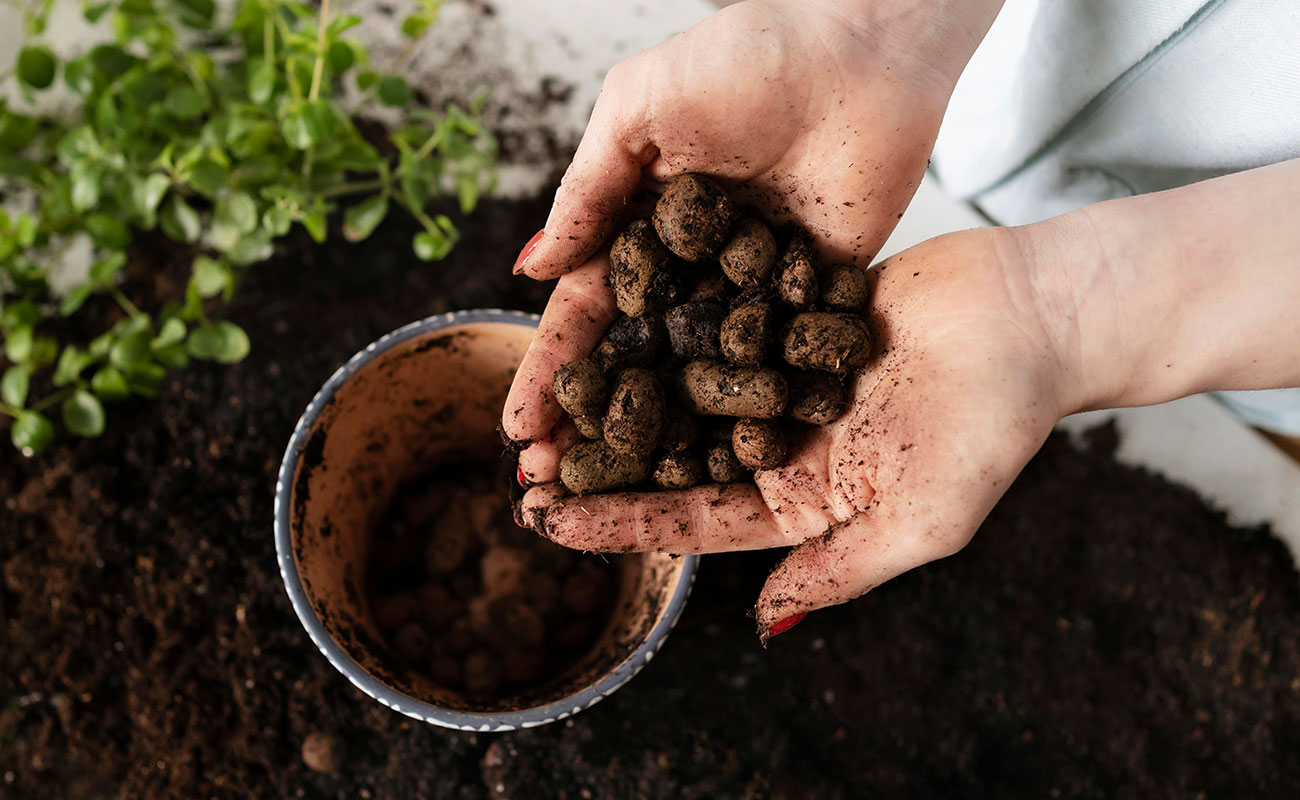 planting plant bulb in soil